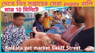 Recent puppy with price update|Kolkata pet market|Galiff Street|Dog price list in India.