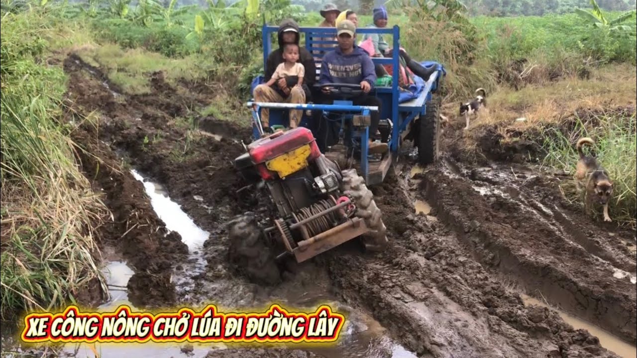#shortvideo Review Xe công nông Chở lúa đi đường Lây ￼