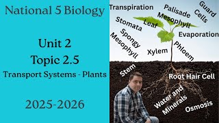National 5 Biology: 2.5 Transport Systems in Plants - Full Lesson