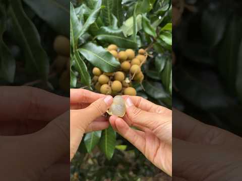 Video: Buah longan jenis apakah itu, di mana ia ditanam, bagaimana ia dimakan dan mengapa ia berguna