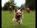 Yorkshire terrier attacking car !!!