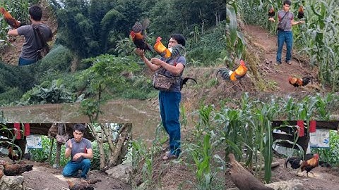 Gà rừng mã đỏ đi nương gặp gà rừng mã vàng đỉnh cao.qaib qus mus ua teb lom zem kaws