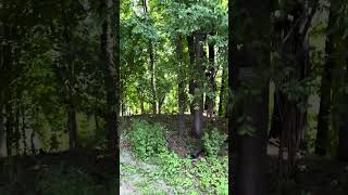 Emergency tree removal. Perfect for an extremely hot day. #hudsonvalley #treepruning #treeremoval