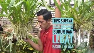 Tips Supaya Akar Anggrek Subur, Kasih teh aja