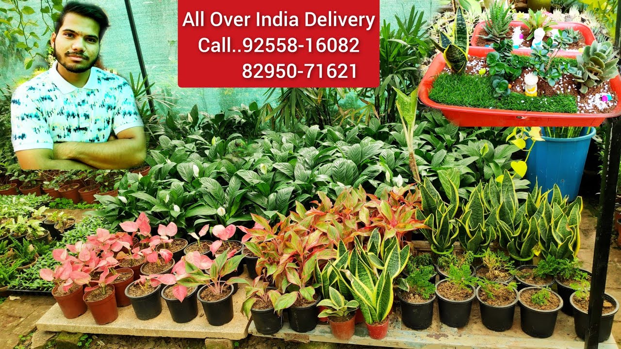 Cheapest Online Plants Nursery India Part2, सबसे सस्ते पौधों की नर्सरी