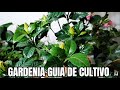 gardenias cuidados