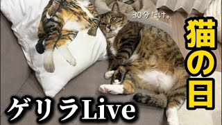 【猫の日】ゲリラLive