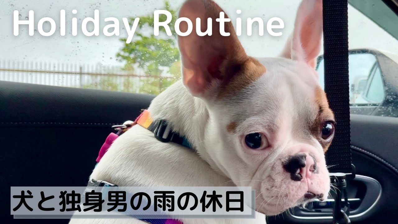 インスタで話題のあれにチャレンジしたフレンチブルドッグの子犬 French Bulldog Youtube
