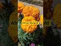 African Marigold #ytshorts #shortsfeed #marigold #marigoldflower