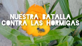 #hormigas cortadoras  atacan habas, trasplante de #espinaca  y #zanahorias resilientes #huertaencasa