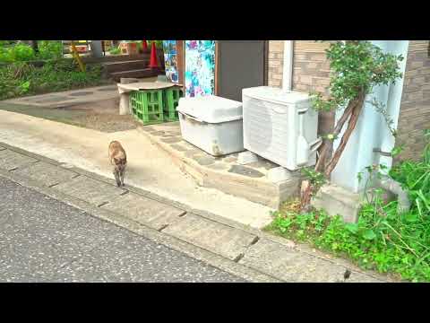 東京の街歩き動画