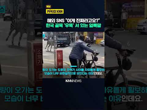 서울 한복판 얼룩말 출몰 사건 해외서 뒤늦게 '난리법석' 왜?/ KNN