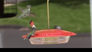 Hummingbirds Fighting at a Feeder--NARRATED