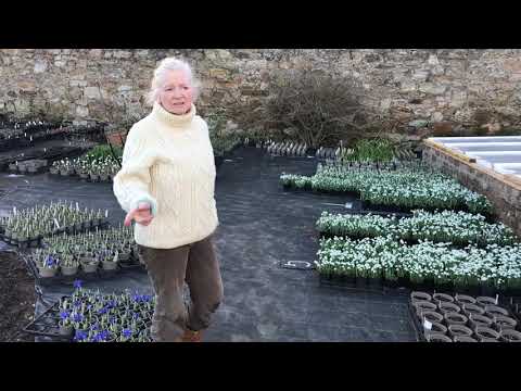 Collecting Snowdrop