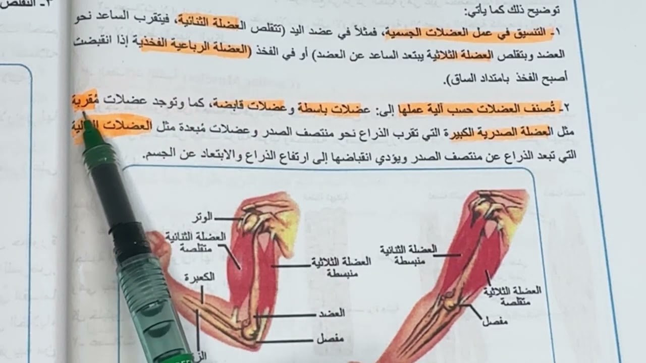 احياء الثالث متوسط كيف تعمل العضلات ص ٣٤ المنهج الجديد شرح وملخص ، المحاضرة / 2 