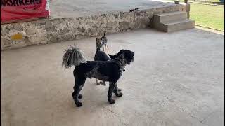 VID 20230331 WA0000