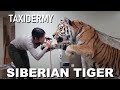 Taxidermy - Two Siberian Tigers running through the snow