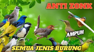 Suara pikat burung kecil, prenjak,KEMADE, korlap, kutilang,sogon ribut terbaru ❗