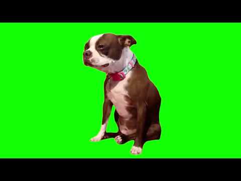 Green Screen Dog Crying Meme