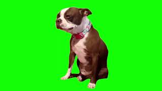 Green Screen Dog Crying Meme