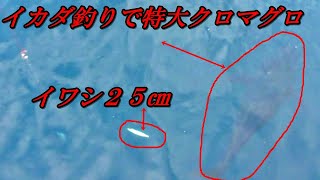 本部筏 糸満筏 ｂｇ一文字 シマノんチャンネル Fishingチームオヨガッシー