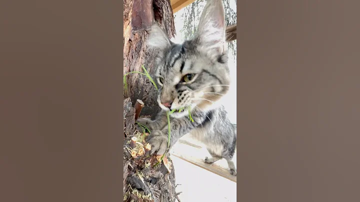 Watch the video about Cat Eats A Tree