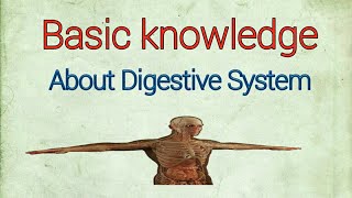 Basic knowledge about Digestive system