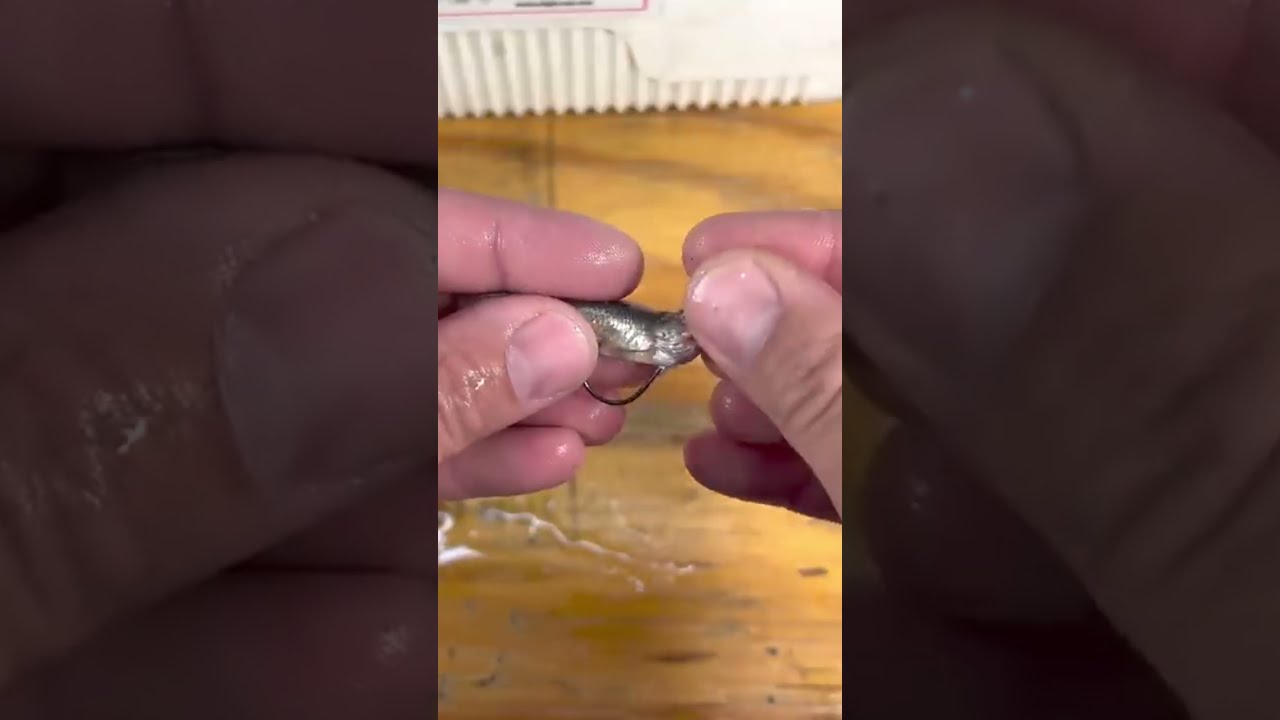 How To Hook A Minnow On Jig So It Doesn T Come Off 