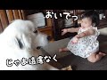 【祝！】妹が初めて「おいで！」をすると顔を埋めて甘える超大型犬が可愛いw｜グレートピレニーズ