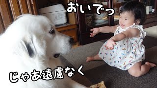 【祝】妹が初めて「おいで」をすると顔を埋めて甘える超大型犬が可愛いwグレートピレニーズ