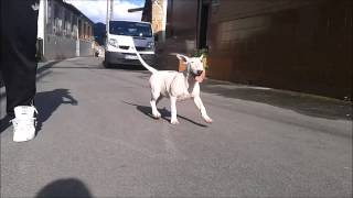 Bull Terrier 4 Months . Sweet Gummy Of Bull Paradise