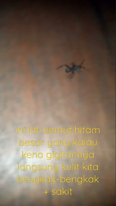 Terkena sengatan Semut hitam ini langsung sakit dan bengkak (semut galagah)
