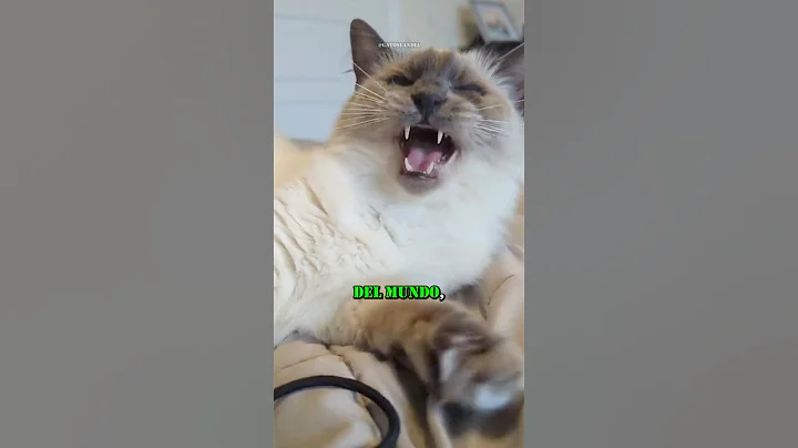 Watch the video about Meet the World's Most Beautiful Cat, the Balinese 🩵 #cats