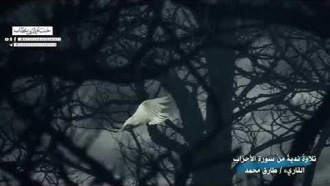 تلاوة عذبة 🌷 ماتيسّر من سورة #الأحزاب بصوت #طارق_محمّد 🌺💛💦