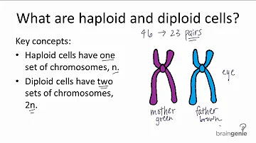 Are bananas haploid?