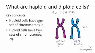 picture of diploid