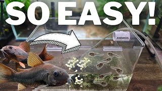 How to Breed Corydoras and Raise 100s of Fry