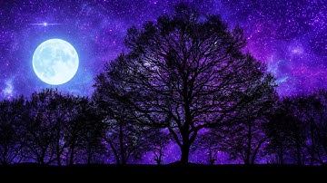 Beautiful Galaxy Sky Through Parallax Forest