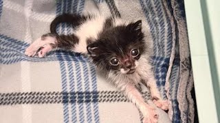 A Kitten Arrived At The Shelter In A Very Bad Condition And She Was Saved Just In Time