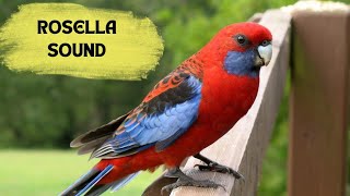 PLAY IT INFRONT OF YOUR BIRDS AND SEE THE MAGIC/ CRIMSON ROSELLA SOUND/CRIMSON ROSELLA CALL /SONG