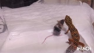 Leopard gecko and mouse