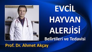 EVCİL HAYVAN ALERJİSİ BELİRTİLERİ VE TEDAVİSİ