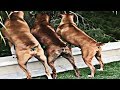 Diferentes Tipos de Perros Boxer