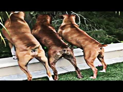 Video: Diferentes colores de cachorros boxer