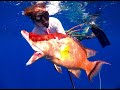 Massive Hogfish Pole Spearing Bahamas Feb 2020 Hicks Family Trip