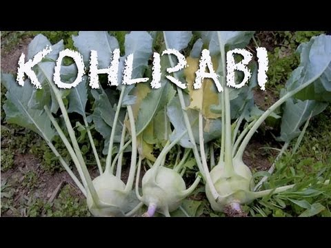 What Is Kohlrabi Kohlrabi Cabbage Coleslaw-11-08-2015