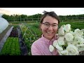 More flowers means more money  harvesting ranunculus