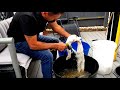 How to Clean Filter Media Wool For Koi Pond Maintenance