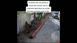 Cachorro que pula muro pra cruzar o que aconteceu com ele