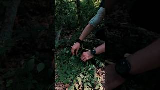 Как сделать нажимную ловушку? #survival #bushcraft #выживание #хайкинг #ловушки #survival